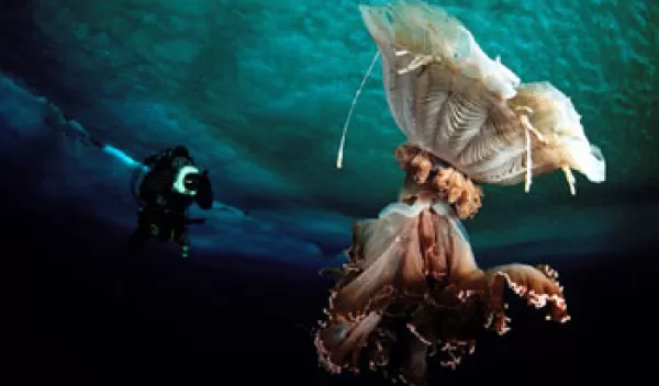 diver from Norbert Wu's Antarctic team and a medusa (Desmonema glaciale) beneath the ice