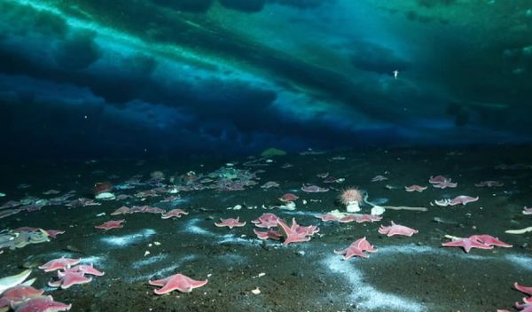 Sea stars gather around a microbial mat