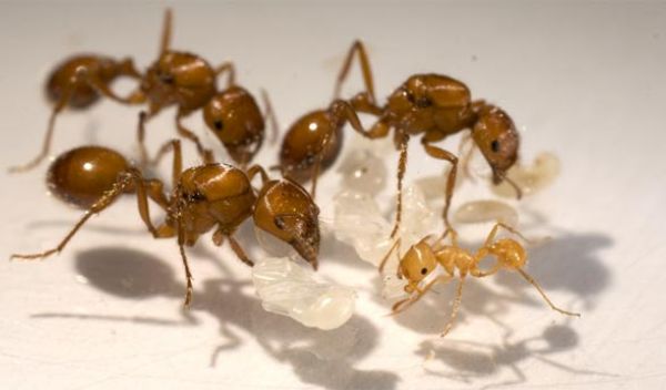 Photo of three California seed-harvester ant queens along with brood and a young worker ant.