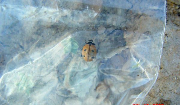 A nine-spotted ladybug
