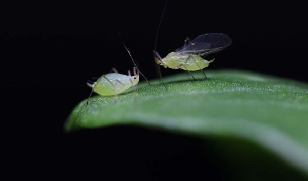 winged and wingless pea aphids