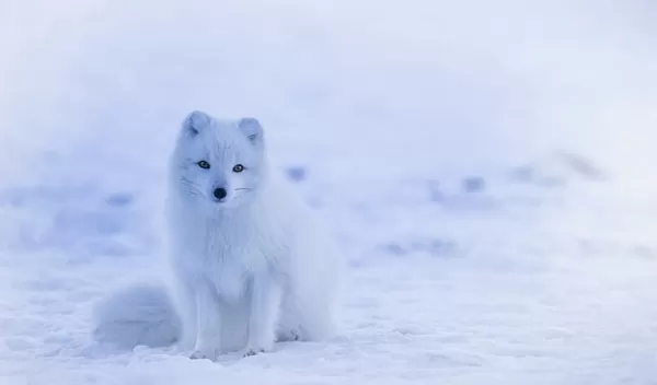 arctic fox