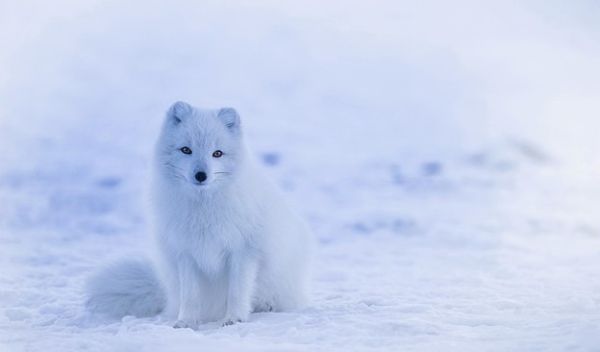 arctic fox