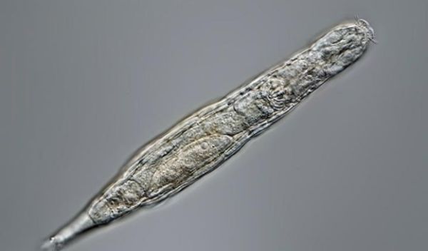Rotifers can live for at least 24,000 years in Siberian permafrost.