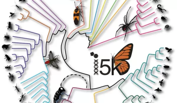 diverse arthropod species