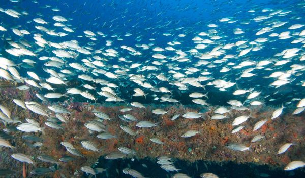 Artificial reefs
