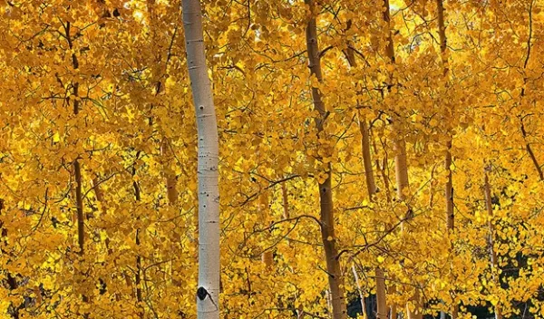 Aspen stands change their genetic structure over time, scientists have found.