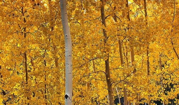 Aspen stands change their genetic structure over time, scientists have found.