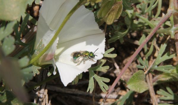 Green sweat bee or 'peridot bee'
