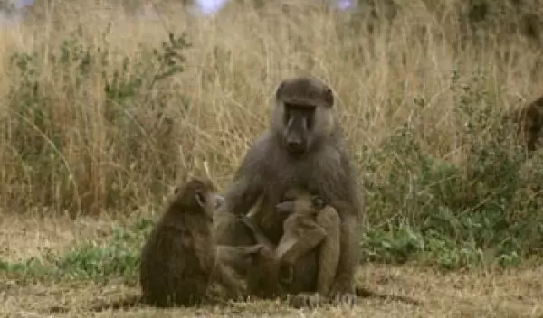 photo of adult and two juvenile baboons