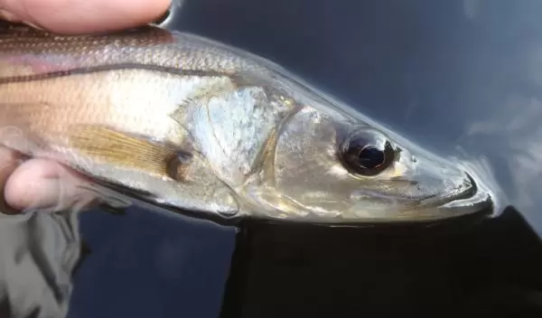 a juvenile common snook in Tarpon Bay, Everglades National Park.