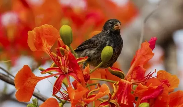 A vocal learning Darwin's small ground finch, one of 17 Darwin's finch species on the GalÃ¡pagos Islands.
