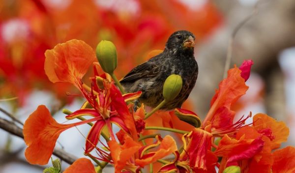A vocal learning Darwin's small ground finch, one of 17 Darwin's finch species on the Galápagos Islands.