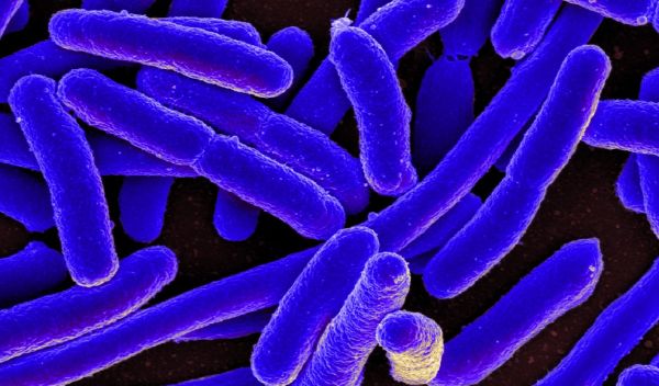 colorized E. coli