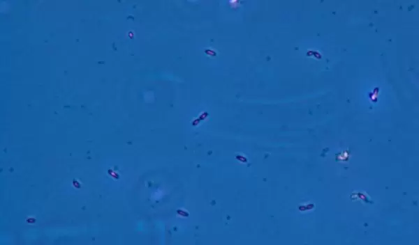 Research reveals that a 'sponge' made by Geobacter can soak up uranium.