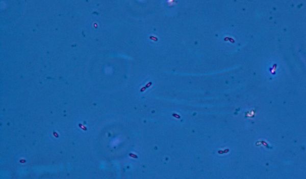 Research reveals that a 'sponge' made by Geobacter can soak up uranium.
