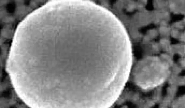 Microscopic images of bacteria