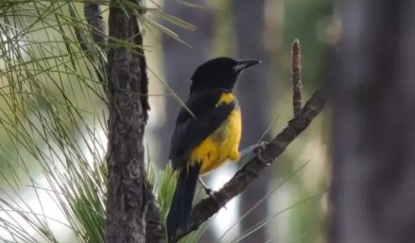 Bahama Oriole