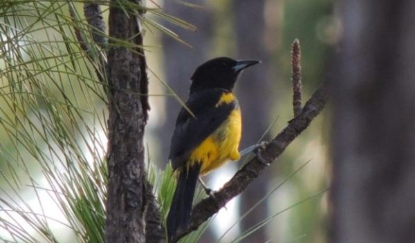 Bahama Oriole