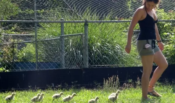 Researcher Jessica Meir is followed by goslings that have imprinted on her.