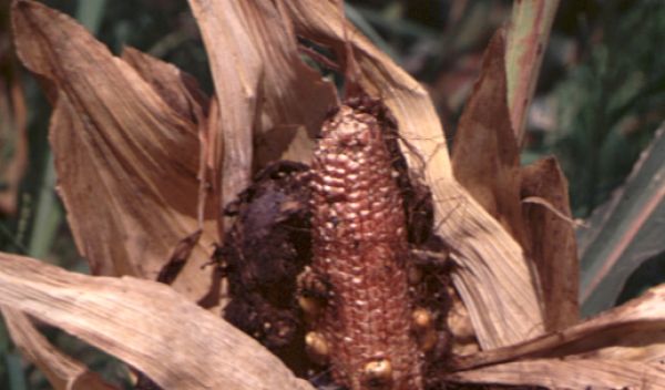 Photo of corn damaged by insects.