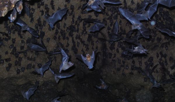 Photo of multiple bats in a cave in Trinidad.