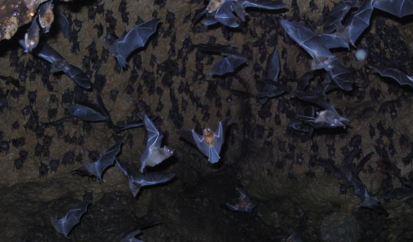 bats flying out of cave