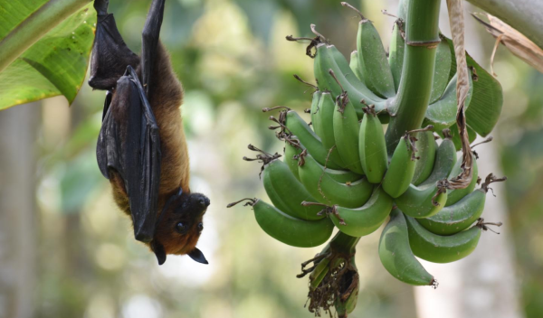 fruit contaminated by bat