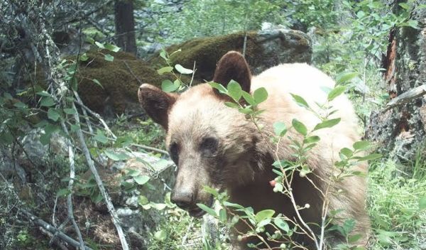 black bear