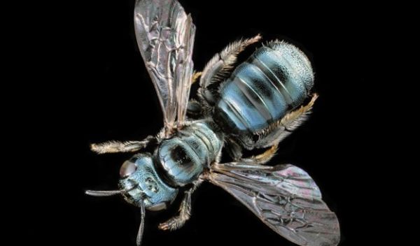 small carpenter bee