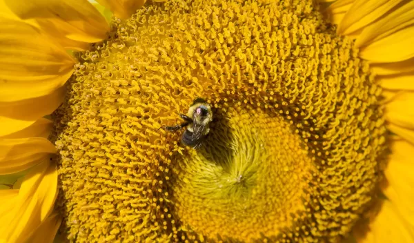 a bee on a sunflower