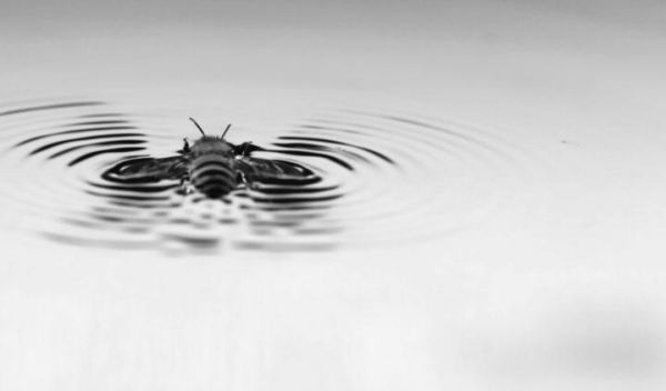 bee swimming in water