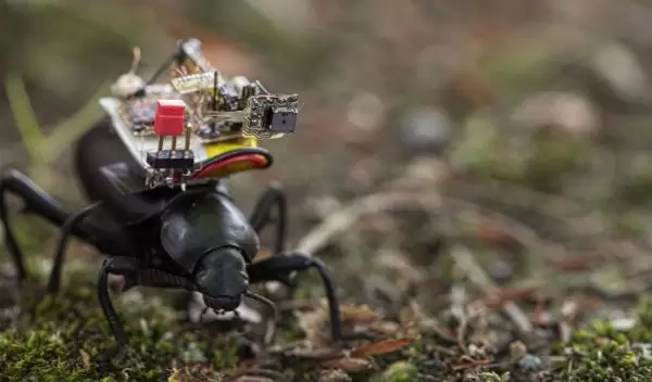 a Pinacate beetle explores the UW campus with the camera on its back