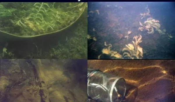 Four underwater scenes with text, before crayfish removal