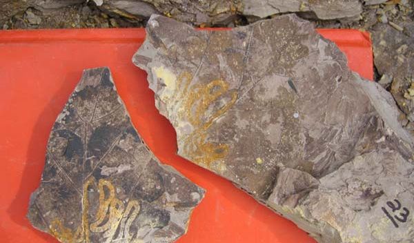 Photo of insect mine on a 53 million-year-old fossil from Wyoming's Bighorn Basin.