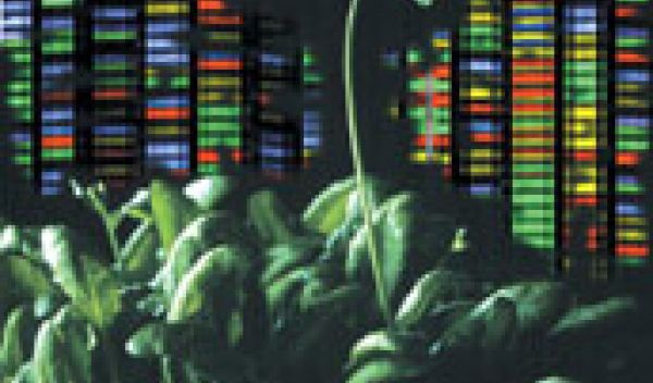 the plant Arabidopsis thaliana and background representing DNA sequence