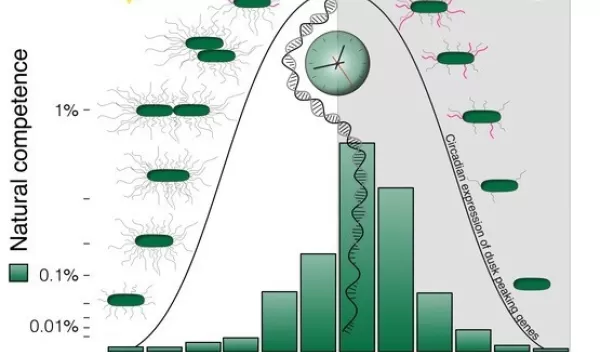 graph of the internal biological clock aligned with the external environment