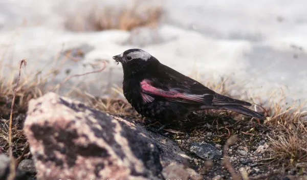 male Black Rosy-Finch