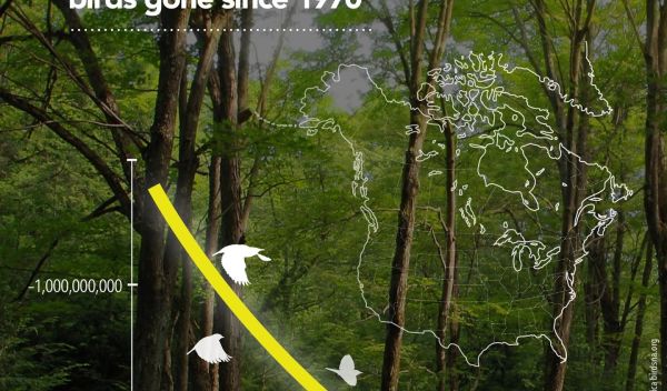 overall bird decrease infographic