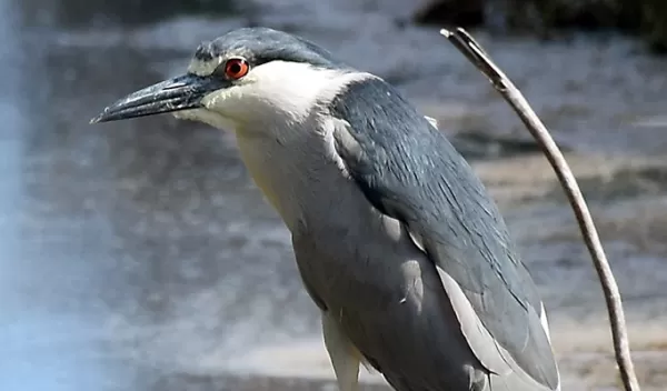a black-crowned Night Heron