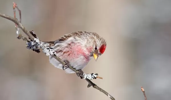 a Common Redpoll