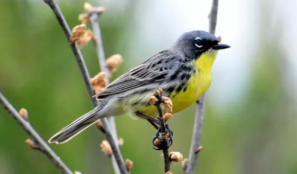 Kirtland warbler