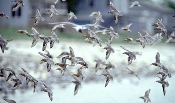 birds