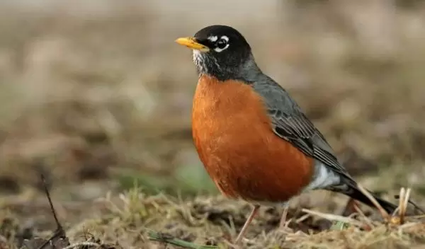 a robin