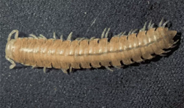 animation showing Motyxia bistipita emitting a blue green light.