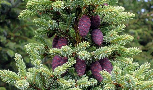 black spruce cones