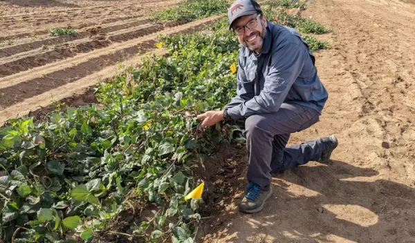 biologist Joel Sachs conducting research on black-eyed peas