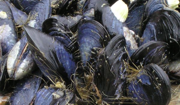 group of blue mussels anchored to rocks with byssal threads
