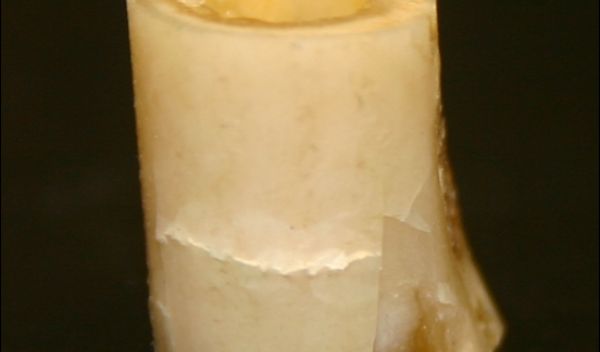 Photo of a rabbit femur bone showing cracks due to compression at a slow rate.