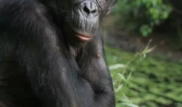 Photo of a bonobo named Mimi, the alpha female, having a little down time.